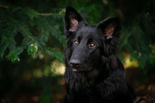 Hundefotoshooting schwarzer Schäferhund im Portrait im Wald