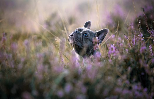 Französische Bulldogge Hund in der Heide